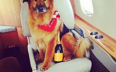 Viajar de Jato Particular com o seu animal de estimação: conforte, tranquilidade e total libertade